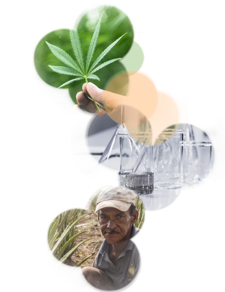 cannabis leaf, glass flasks and a field worker